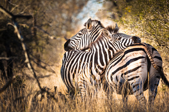 Fototapeta Zebra w miłości