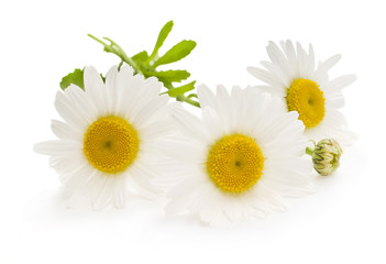 Beautiful  daisy  isolated on white background
