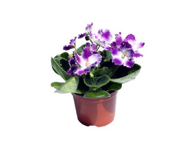 Fototapeta na wymiar Blossoming violets in flowerpot isolated