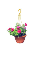 Hanging flowerpot with pink flowers of petunia