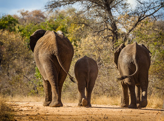 Elephant Family