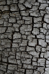 Tree bark texture background