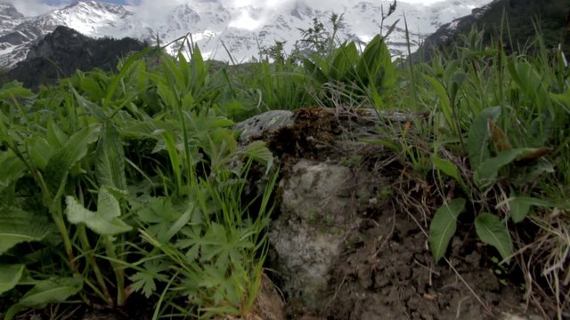 Pr&eacute; dans les Alpes - Grue