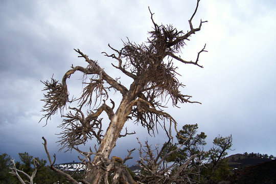Croocked Tree
