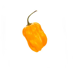 chili habanero hottest pepper on white - obrazy, fototapety, plakaty