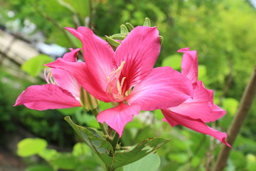 Butterfly Tree, Orchid Tree, Purple Bauhinia Flowers.