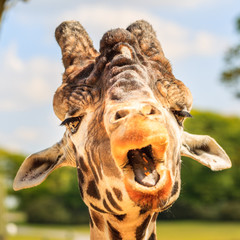 Fototapeta premium Giraffe (Giraffa camelopardalis) chewing.