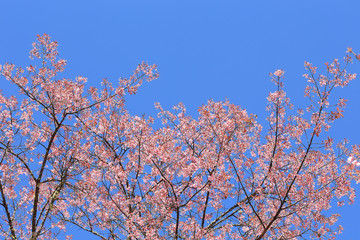 Beautiful cherry blossom with blue sky background