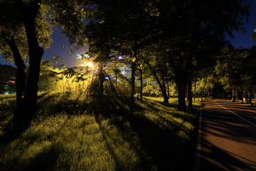 Lamp Lighting Up Branches and Grass in Park at Night.