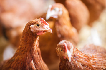Chickens on the farm, free range farming