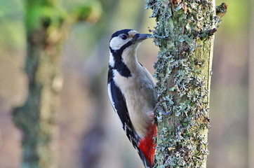 Woodpecker an a tree