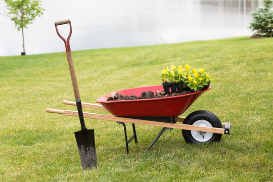 Wheelbarrow with seedlings and a spade