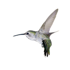 Hummingbird  in Flight