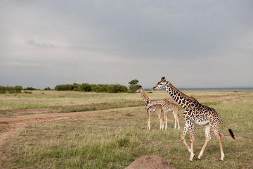 giraffe
