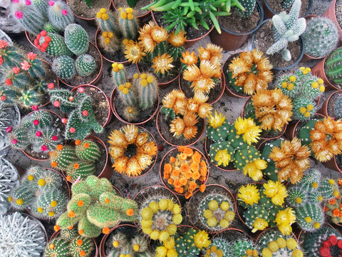 flowering cacti