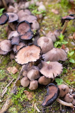 various wild mushrooms growing on the forest floor
