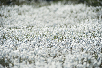 field of bog cotton flowers