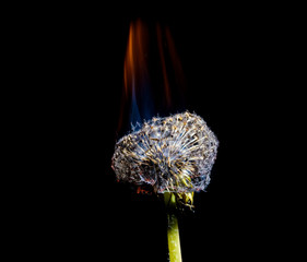 dandelion fire