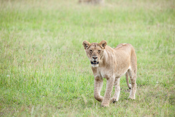 lion