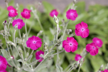 Silene coronaria (rose campion) flowers closeup