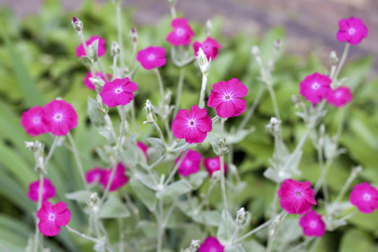 Fototapeta Silene coronaria (rose campion) flowers closeup