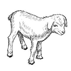 goatling