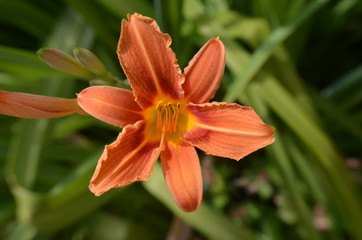 Hémérocalle (Hemerocallis)