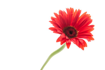 Gerbera