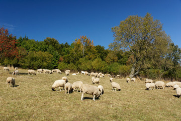 Rhönschafe in der Rhön - im Land der offenen Ferne, Deutschlan