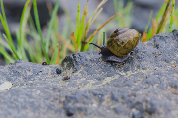 Snail on Rock