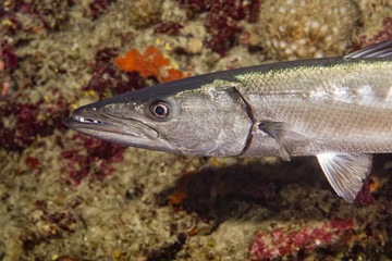 Barracuda Fish underwater