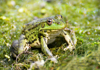Portrait of marsh green big frog sitting in the water