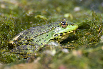 Profile of marsh green big frog sitting in the water