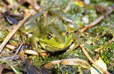 Marsh green big frog sitting in the water