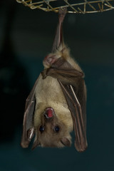 night bat © EMrpize
