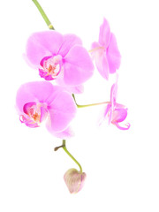 rosy beautiful orchid spray isolated on white background