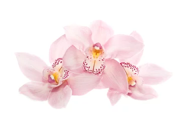Photo sur Plexiglas Orchidée Trois orchidées roses isolés sur fond blanc
