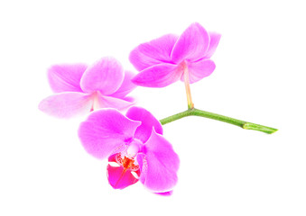 three rosy beautiful orchids branch isolated on white background