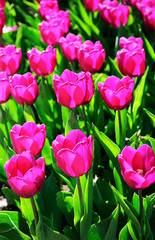 tulips field in spring time with sun rays