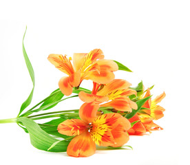 Yellow Orange Alstroemeria Lily Spray isolated on white