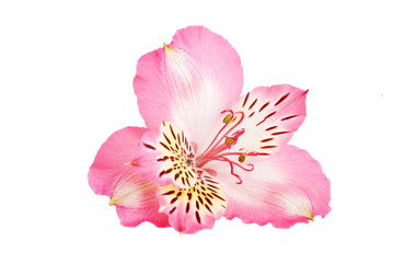 Fototapeta na wymiar Yellow Pink Alstroemeria Lily Spray isolated on white background