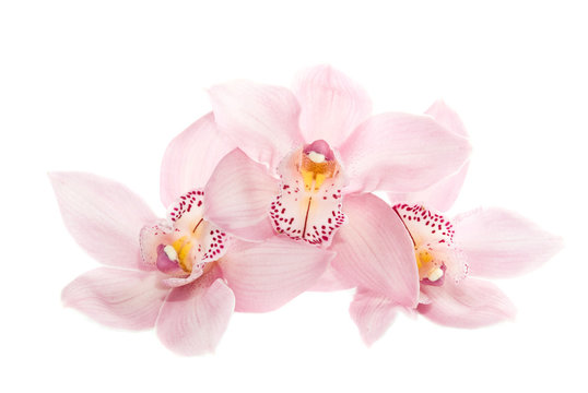 Fototapeta three rosy orchids isolated on white background