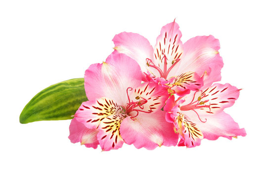 Yellow Pink Alstroemeria Lily Spray isolated on white background