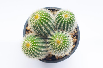 top view of cactus in pot