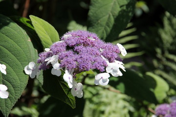 Hortensie