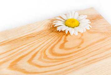 Obraz premium Wooden board and camomile
