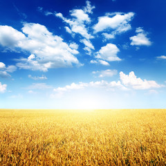 Fototapeta premium Wheat field and blue sky with white clouds