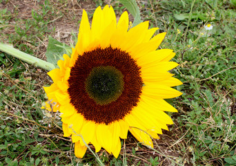 Obraz premium Single sunflower is lying on the grass