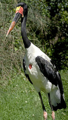 Saddle-billed stork