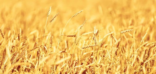 Ripe yellow ears of wheat